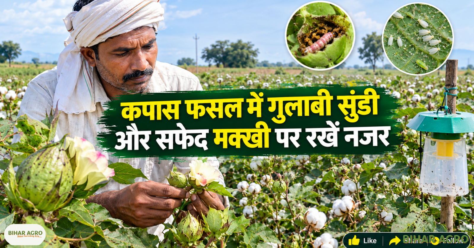 Cotton Crop Pink Bollworm Whitefly Pest Alert, Cotton Pest Management, Pink Bollworm, Whitefly in Cotton, Cotton Crop Protection, कपास गुलाबी सुंडी, कपास सफेद मक्खी, Cotton Farming, IPM in Cotton, ETL in Cotton, कपास की फसल गुलाबी सुंडी सफेद मक्खी कीट चेतावनी, कपास कीट प्रबंधन, गुलाबी सुंडी, कपास में सफेद मक्खी, कपास फसल संरक्षण, कपास गुलाबी सुंडी, कपास सफेद मक्खी, कपास की खेती, कपास में IPM, कपास में ETL,