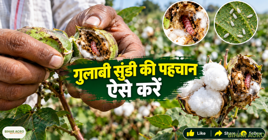 Cotton Crop Pink Bollworm Whitefly Pest Alert, Cotton Pest Management, Pink Bollworm, Whitefly in Cotton, Cotton Crop Protection, कपास गुलाबी सुंडी, कपास सफेद मक्खी, Cotton Farming, IPM in Cotton, ETL in Cotton, कपास की फसल गुलाबी सुंडी सफेद मक्खी कीट चेतावनी, कपास कीट प्रबंधन, गुलाबी सुंडी, कपास में सफेद मक्खी, कपास फसल संरक्षण, कपास गुलाबी सुंडी, कपास सफेद मक्खी, कपास की खेती, कपास में IPM, कपास में ETL,
