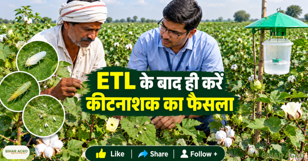 Cotton Crop Pink Bollworm Whitefly Pest Alert, Cotton Pest Management, Pink Bollworm, Whitefly in Cotton, Cotton Crop Protection, कपास गुलाबी सुंडी, कपास सफेद मक्खी, Cotton Farming, IPM in Cotton, ETL in Cotton, कपास की फसल गुलाबी सुंडी सफेद मक्खी कीट चेतावनी, कपास कीट प्रबंधन, गुलाबी सुंडी, कपास में सफेद मक्खी, कपास फसल संरक्षण, कपास गुलाबी सुंडी, कपास सफेद मक्खी, कपास की खेती, कपास में IPM, कपास में ETL,