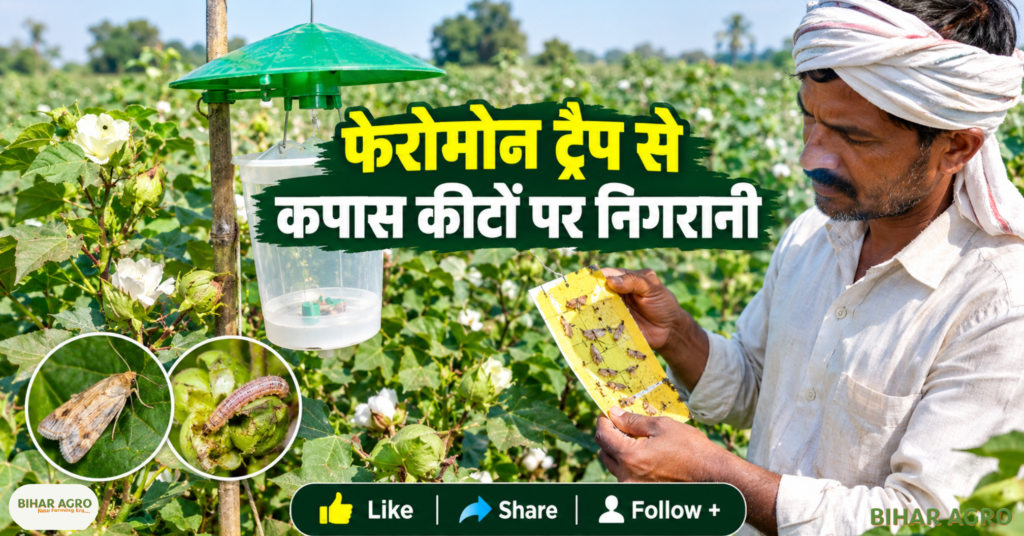 Cotton Crop Pink Bollworm Whitefly Pest Alert, Cotton Pest Management, Pink Bollworm, Whitefly in Cotton, Cotton Crop Protection, कपास गुलाबी सुंडी, कपास सफेद मक्खी, Cotton Farming, IPM in Cotton, ETL in Cotton, कपास की फसल गुलाबी सुंडी सफेद मक्खी कीट चेतावनी, कपास कीट प्रबंधन, गुलाबी सुंडी, कपास में सफेद मक्खी, कपास फसल संरक्षण, कपास गुलाबी सुंडी, कपास सफेद मक्खी, कपास की खेती, कपास में IPM, कपास में ETL,