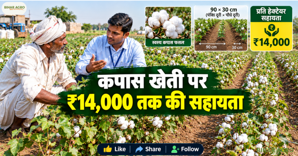 Gujarat Cotton Farmers Kapas Kisan Registration, Gujarat Cotton MSP 2026, Kapas Kisan App, Cotton MSP 2026-27, CCI Cotton Procurement, Gujarat Cotton Farmers, Mission for Cotton Productivity, Kapas Kisan Registration, Cotton Subsidy Gujarat, Cotton Farming Gujarat, गुजरात कॉटन किसान कपास किसान रजिस्ट्रेशन, गुजरात कॉटन एमएसपी 2026, कपास किसान ऐप, कॉटन एमएसपी 2026-27, सीसीआई कॉटन खरीद, गुजरात कॉटन किसान, कॉटन उत्पादकता के लिए मिशन, कपास किसान रजिस्ट्रेशन, कॉटन सब्सिडी गुजरात, कॉटन फार्मिंग गुजरात,