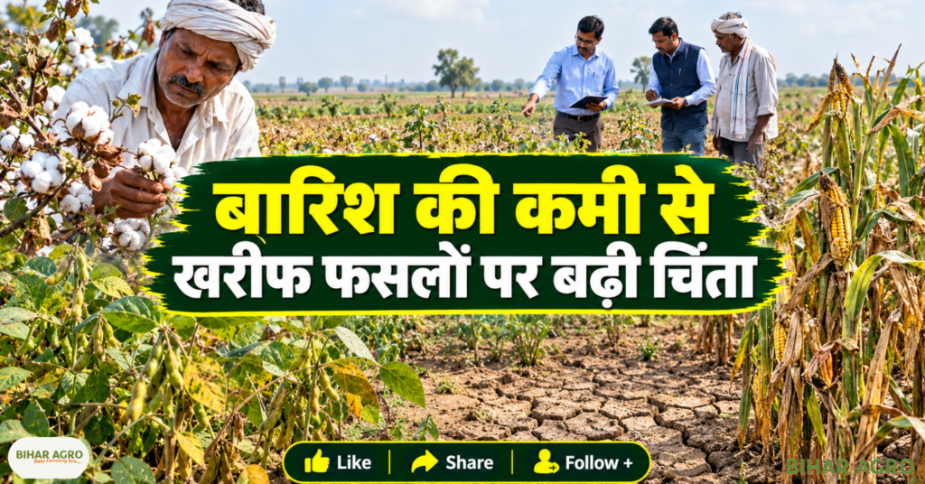 Kharif 2026 Sowing Update Paddy Maize Cotton, Kharif 2026, Kharif Sowing 2026, Paddy Area, Maize Area, Cotton Sowing, Pulses, Urd, Soybean, Sesame, Sunflower, Millets, Farmers News, Agriculture News, Kharif Crop Area, खरीफ 2026 बुवाई अपडेट धान मक्का कपास, खरीफ 2026, खरीफ बुवाई 2026, धान क्षेत्र, मक्का क्षेत्र, कपास बुवाई, दालें, उर्द, सोयाबीन, तिल, सूरजमुखी, बाजरा, किसान समाचार, कृषि समाचार, खरीफ फसल क्षेत्र,