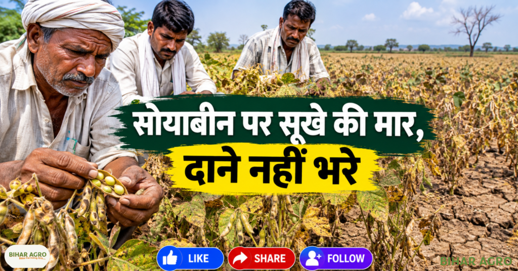 Maharashtra Soybean Crop Hit By Rainfall, Maharashtra soybean crop, Jalna soybean crop, soybean rainfall damage, Maharashtra soybean farmers, soybean crop damage, soybean pod filling, soybean drought stress, Jalna farmers relief, soybean production loss, महाराष्ट्र में सोयाबीन की फसल बारिश से प्रभावित, महाराष्ट्र सोयाबीन की फसल, जालना सोयाबीन की फसल, सोयाबीन बारिश से नुकसान, महाराष्ट्र सोयाबीन किसान, सोयाबीन की फसल का नुकसान, सोयाबीन की फली में फूल आना, सोयाबीन सूखे का तनाव, जालना किसानों को राहत, सोयाबीन उत्पादन में नुकसान,