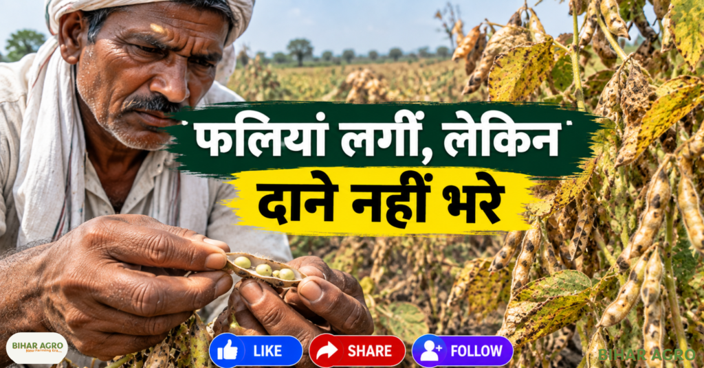 Maharashtra Soybean Crop Hit By Rainfall, Maharashtra soybean crop, Jalna soybean crop, soybean rainfall damage, Maharashtra soybean farmers, soybean crop damage, soybean pod filling, soybean drought stress, Jalna farmers relief, soybean production loss, महाराष्ट्र में सोयाबीन की फसल बारिश से प्रभावित, महाराष्ट्र सोयाबीन की फसल, जालना सोयाबीन की फसल, सोयाबीन बारिश से नुकसान, महाराष्ट्र सोयाबीन किसान, सोयाबीन की फसल का नुकसान, सोयाबीन की फली में फूल आना, सोयाबीन सूखे का तनाव, जालना किसानों को राहत, सोयाबीन उत्पादन में नुकसान,