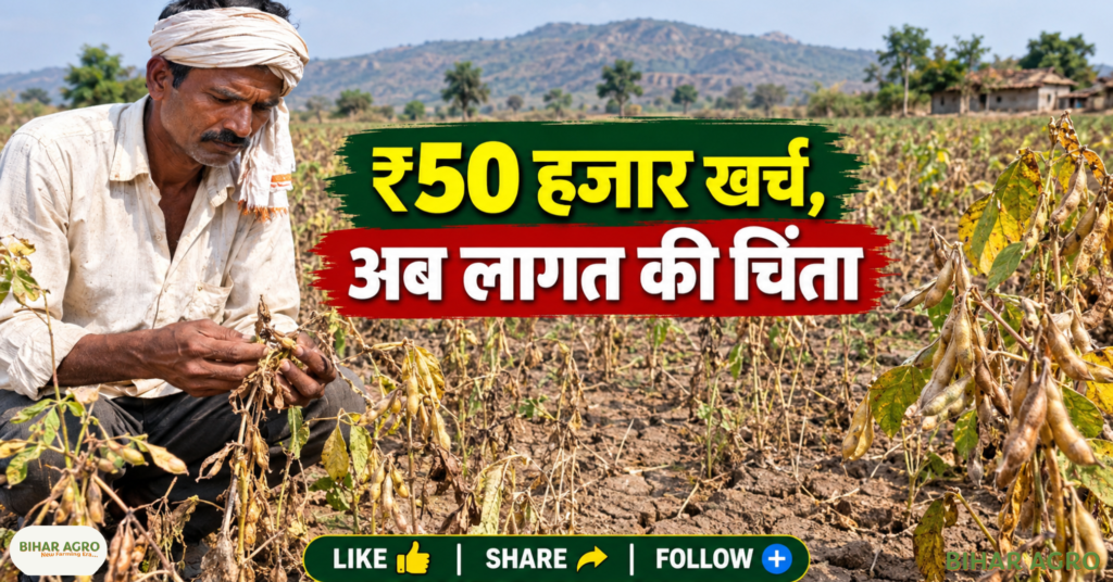 Maharashtra Soybean Crop Hit By Rainfall, Maharashtra soybean crop, Jalna soybean crop, soybean rainfall damage, Maharashtra soybean farmers, soybean crop damage, soybean pod filling, soybean drought stress, Jalna farmers relief, soybean production loss, महाराष्ट्र में सोयाबीन की फसल बारिश से प्रभावित, महाराष्ट्र सोयाबीन की फसल, जालना सोयाबीन की फसल, सोयाबीन बारिश से नुकसान, महाराष्ट्र सोयाबीन किसान, सोयाबीन की फसल का नुकसान, सोयाबीन की फली में फूल आना, सोयाबीन सूखे का तनाव, जालना किसानों को राहत, सोयाबीन उत्पादन में नुकसान,