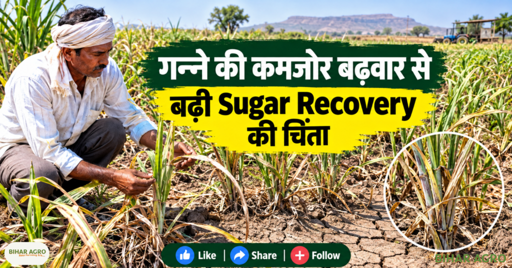 Maharashtra Sugarcane Production Sugar Recovery Rate Forecast, Maharashtra sugar production 2026-27, Maharashtra sugarcane production, sugar recovery rate Maharashtra, Maharashtra sugar output forecast, sugarcane production Maharashtra, Maharashtra sugar season 2026-27, sugar recovery forecast, Maharashtra sugarcane news, sugar production forecast, Maharashtra Sugarcane, Maharashtra Sugar Production, Sugar Recovery Rate, Sugarcane Production 2026, Maharashtra Sugar News, Sugar Season 2026-27, Sugarcane Farmers, Maharashtra Farmers, Sugar Mill, Sugar Recovery, Sugar Production Forecast, Ganna News, गन्ना समाचार, महाराष्ट्र गन्ना, चीनी उत्पादन,