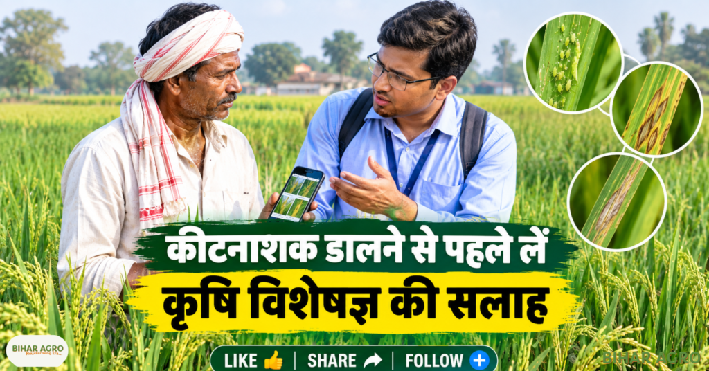 Paddy Pests and Disease, धान में माहू, धान में लीफ ब्लाइट, धान की फसल में कीट, धान रोग नियंत्रण, Paddy Disease Management, धान कीट प्रबंधन, बालाघाट कृषि समाचार, धान की फसल, धान में माहू, लीफ ब्लाइट, धान रोग, धान कीट, धान फसल सुरक्षा, कृषि विभाग, बालाघाट, धान रोग नियंत्रण, Paddy Disease Management, Crop Protection,