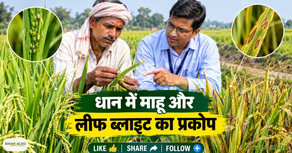 Paddy Pests and Disease, धान में माहू, धान में लीफ ब्लाइट, धान की फसल में कीट, धान रोग नियंत्रण, Paddy Disease Management, धान कीट प्रबंधन, बालाघाट कृषि समाचार, धान की फसल, धान में माहू, लीफ ब्लाइट, धान रोग, धान कीट, धान फसल सुरक्षा, कृषि विभाग, बालाघाट, धान रोग नियंत्रण, Paddy Disease Management, Crop Protection,