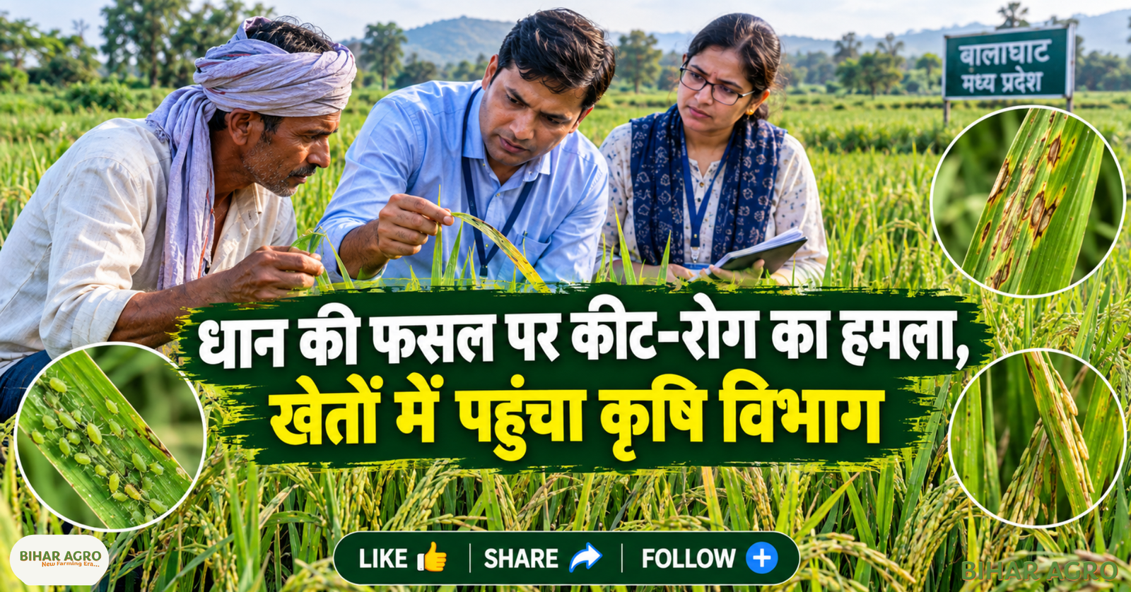Paddy Pests and Disease, धान में माहू, धान में लीफ ब्लाइट, धान की फसल में कीट, धान रोग नियंत्रण, Paddy Disease Management, धान कीट प्रबंधन, बालाघाट कृषि समाचार, धान की फसल, धान में माहू, लीफ ब्लाइट, धान रोग, धान कीट, धान फसल सुरक्षा, कृषि विभाग, बालाघाट, धान रोग नियंत्रण, Paddy Disease Management, Crop Protection,