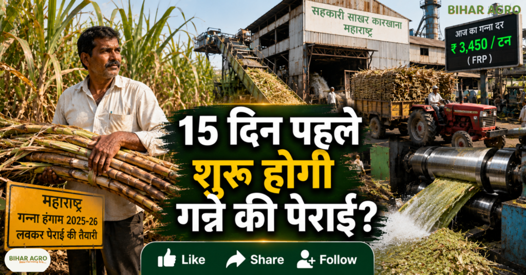 Sugar Price Relief, Sugar Price Relief Maharashtra, Sugar Price, Maharashtra Sugarcane Crushing, Sugarcane Crushing 15 Days Early, Sugar Price Today, Maharashtra Sugar Industry, Sugar Recovery Rate, चीनी के दाम, Maharashtra Sugarcane, गन्ने की पेराई, महाराष्ट्र चीनी मिल, Sugar Price Today, Sugar Recovery, Sugarcane Crushing Season, Maharashtra Sugar News, Sugar Market, Sugar Supply, Sugar Import,