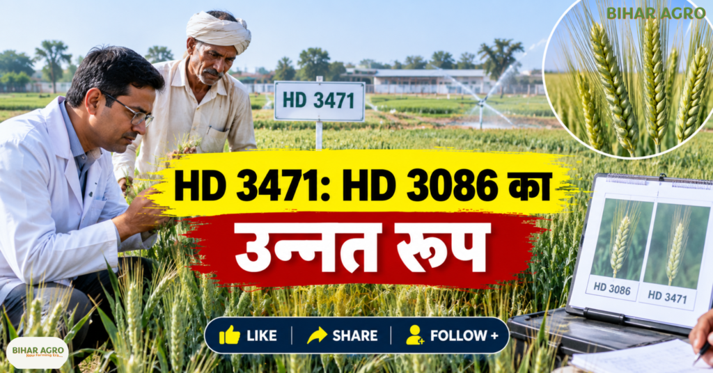 pusa wheat-3471, HD 3471 wheat variety, Pusa wheat variety, गेहूं की नई किस्म, ICAR wheat variety, IARI wheat, HD 3086, गेहूं की उन्नत किस्म, रबी गेहूं, गेहूं उत्पादन, पूसा गेहूं-3471, एचडी 3471 गेहूं किस्म, पूसा गेहूं किस्म, गेहूं की नई किस्म, आईसीएआर गेहूं किस्म, आईएआरआई गेहूं, एचडी 3086, गेहूं की उन्नत किस्म, रबी गेहूं, गेहूं उत्पादन, HD 3471 गेहूं किस्म, ICAR गेहूं किस्म, HD 3086,
