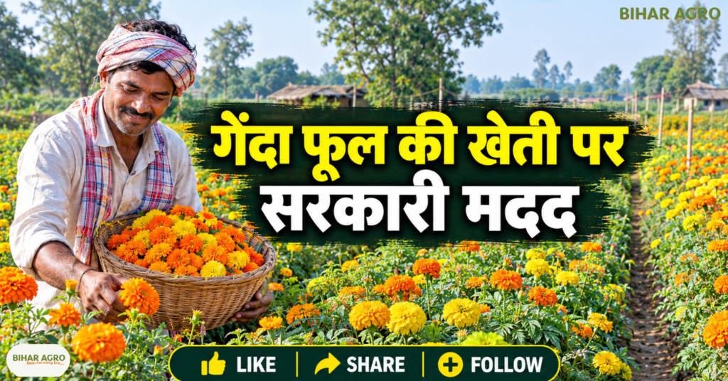 Flower Farming, फूलों की खेती, फूलों की खेती पर सब्सिडी, गेंदा फूल की खेती, गुलाब की खेती, रजनीगंधा की खेती, जरबेरा की खेती, Flower Farming Subsidy, सरकारी बागवानी योजना, गेंदा की खेती, गुलाब की खेती, रजनीगंधा, जरबेरा, किसान सब्सिडी, राष्ट्रीय बागवानी मिशन, MIDH Scheme, उद्यान विभाग, Bihar Agro,