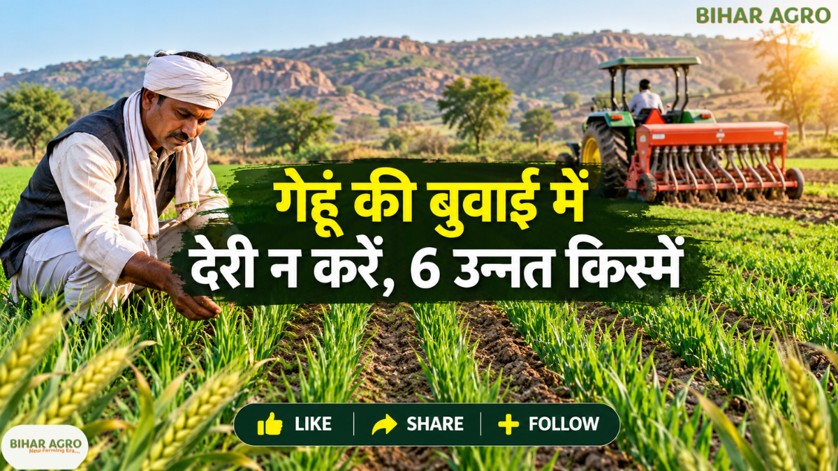 Improved Wheat Varieties, गेहूं की उन्नत किस्में, गेहूं की खेती, गेहूं की बुवाई, गेहूं की नई किस्में, Wheat Farming, Wheat Sowing Time, बुंदेलखंड कृषि, गेहूं में खाद प्रबंधन, रबी फसल 2026, Wheat Seed Rate, गेहूं उत्पादन बढ़ाने के तरीके,