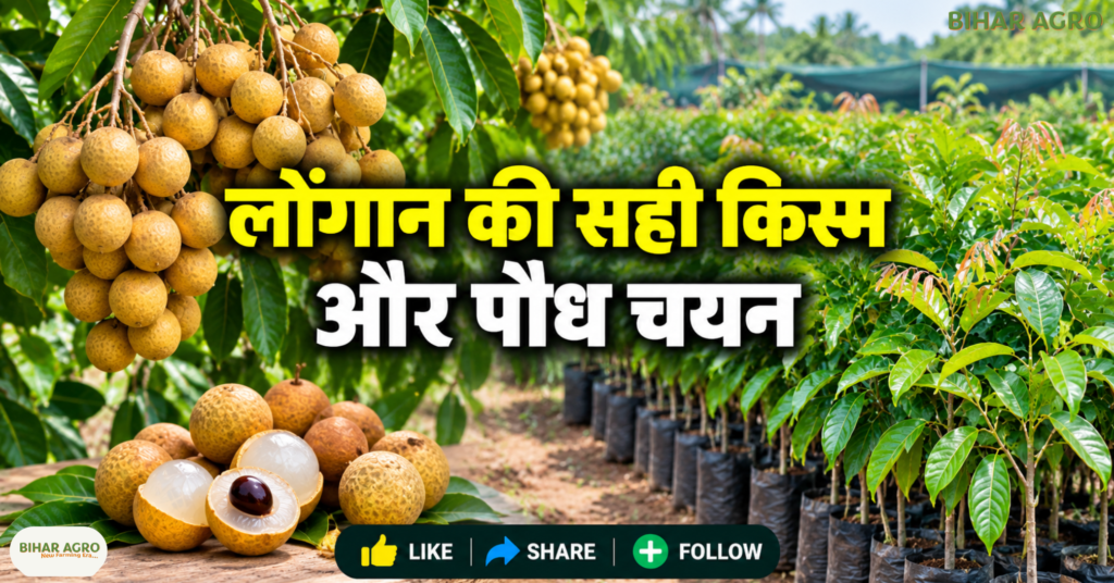 Longan Farming, Longan Farming in India, लोंगान की खेती, ड्रैगन आई फल की खेती, Longan Fruit Plant, लोंगान के पौधे, Gandaki Uday Longan Variety, लोंगान की उन्नत किस्म, Longan Cultivation Guide, Longan Farming, Dragon Eye Fruit, लोंगान की खेती, Exotic Fruit Farming, फलों की खेती, Gandaki Uday, बागवानी, Longan Fruit Plant, किसान, ICAR,