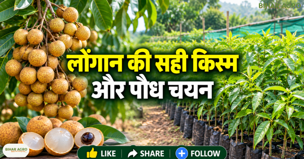 Longan Farming, Longan Farming in India, लोंगान की खेती, ड्रैगन आई फल की खेती, Longan Fruit Plant, लोंगान के पौधे, Gandaki Uday Longan Variety, लोंगान की उन्नत किस्म, Longan Cultivation Guide, Longan Farming, Dragon Eye Fruit, लोंगान की खेती, Exotic Fruit Farming, फलों की खेती, Gandaki Uday, बागवानी, Longan Fruit Plant, किसान, ICAR,