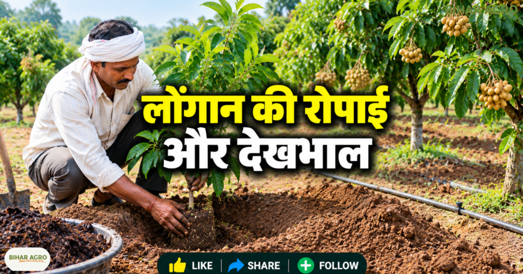 Longan Farming, Longan Farming in India, लोंगान की खेती, ड्रैगन आई फल की खेती, Longan Fruit Plant, लोंगान के पौधे, Gandaki Uday Longan Variety, लोंगान की उन्नत किस्म, Longan Cultivation Guide, Longan Farming, Dragon Eye Fruit, लोंगान की खेती, Exotic Fruit Farming, फलों की खेती, Gandaki Uday, बागवानी, Longan Fruit Plant, किसान, ICAR,