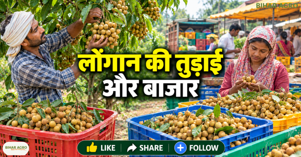 Longan Farming, Longan Farming in India, लोंगान की खेती, ड्रैगन आई फल की खेती, Longan Fruit Plant, लोंगान के पौधे, Gandaki Uday Longan Variety, लोंगान की उन्नत किस्म, Longan Cultivation Guide, Longan Farming, Dragon Eye Fruit, लोंगान की खेती, Exotic Fruit Farming, फलों की खेती, Gandaki Uday, बागवानी, Longan Fruit Plant, किसान, ICAR,