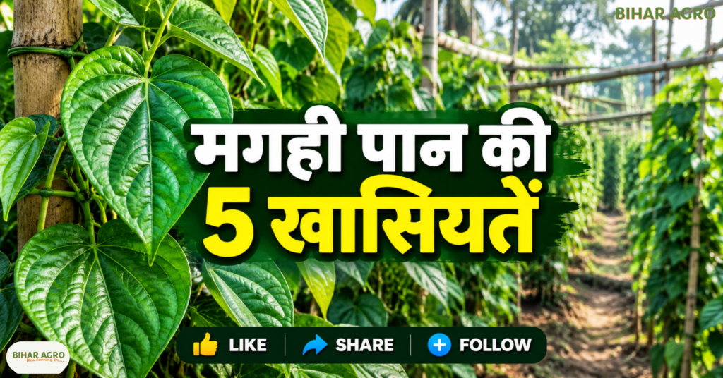 Magahi Paan GI Tag, मगही पान की खेती, मगही पान का GI टैग, Magahi Paan Price, बिहार के किसान, GI अधिकृत किसान, मगही पान की कीमत, Paan Vikas Yojana, Magahi Paan Farmer Producer Company, मगही पान, बिहार कृषि समाचार, GI टैग, नवादा किसान, नालंदा किसान, मगही पान की खेती, किसान उत्पादक कंपनी, पान विकास योजना, कृषि बाजार भाव, GI अधिकृत उपयोगकर्ता,