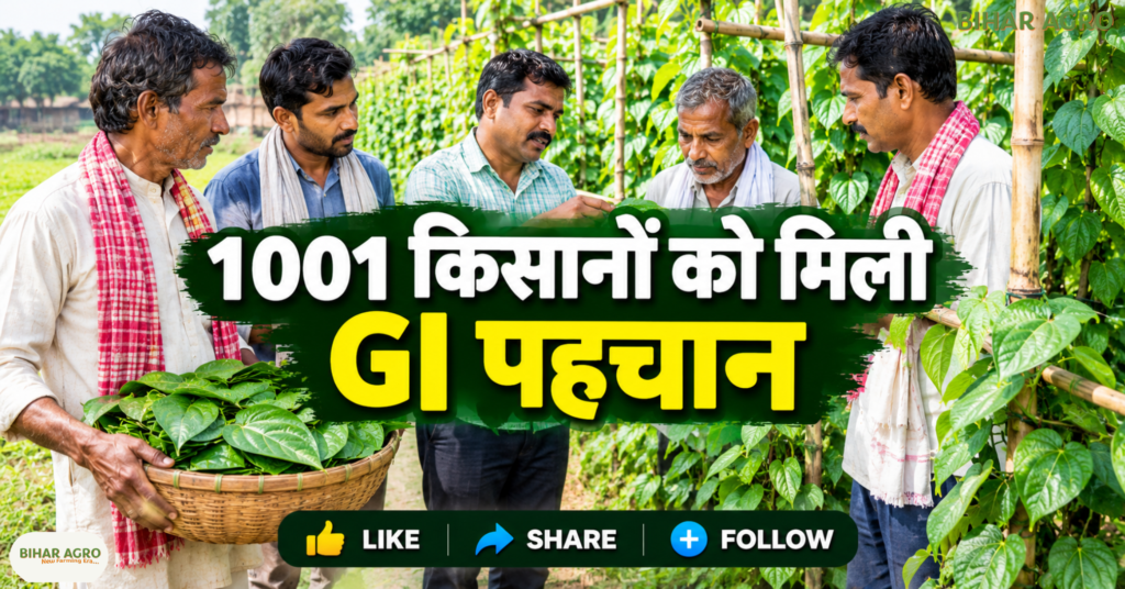 Magahi Paan GI Tag, मगही पान की खेती, मगही पान का GI टैग, Magahi Paan Price, बिहार के किसान, GI अधिकृत किसान, मगही पान की कीमत, Paan Vikas Yojana, Magahi Paan Farmer Producer Company, मगही पान, बिहार कृषि समाचार, GI टैग, नवादा किसान, नालंदा किसान, मगही पान की खेती, किसान उत्पादक कंपनी, पान विकास योजना, कृषि बाजार भाव, GI अधिकृत उपयोगकर्ता,