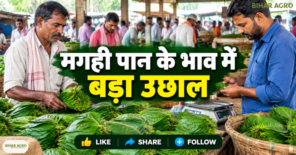 Magahi Paan GI Tag, मगही पान की खेती, मगही पान का GI टैग, Magahi Paan Price, बिहार के किसान, GI अधिकृत किसान, मगही पान की कीमत, Paan Vikas Yojana, Magahi Paan Farmer Producer Company, मगही पान, बिहार कृषि समाचार, GI टैग, नवादा किसान, नालंदा किसान, मगही पान की खेती, किसान उत्पादक कंपनी, पान विकास योजना, कृषि बाजार भाव, GI अधिकृत उपयोगकर्ता,