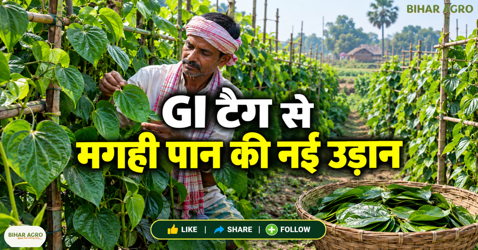 Magahi Paan GI Tag, मगही पान की खेती, मगही पान का GI टैग, Magahi Paan Price, बिहार के किसान, GI अधिकृत किसान, मगही पान की कीमत, Paan Vikas Yojana, Magahi Paan Farmer Producer Company, मगही पान, बिहार कृषि समाचार, GI टैग, नवादा किसान, नालंदा किसान, मगही पान की खेती, किसान उत्पादक कंपनी, पान विकास योजना, कृषि बाजार भाव, GI अधिकृत उपयोगकर्ता