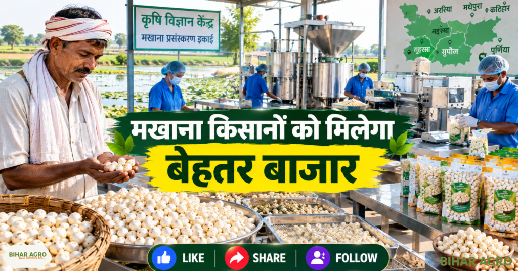 Makhana Processing Units in Bihar, बिहार मखाना, मखाना प्रोसेसिंग यूनिट, मखाना किसान, मखाना खेती, मखाना प्रसंस्करण, मखाना वैल्यू एडिशन, बिहार कृषि, कृषि विज्ञान केंद्र, मखाना बिजनेस, Makhana Processing, मखाना मार्केटिंग, Bihar Makhana, Makhana processing unit, Makhana farmers, Makhana cultivation, Makhana processing, Makhana value addition, Bihar agriculture, Krishi Vigyan Kendra, Makhana business, Makhana processing, Makhana,