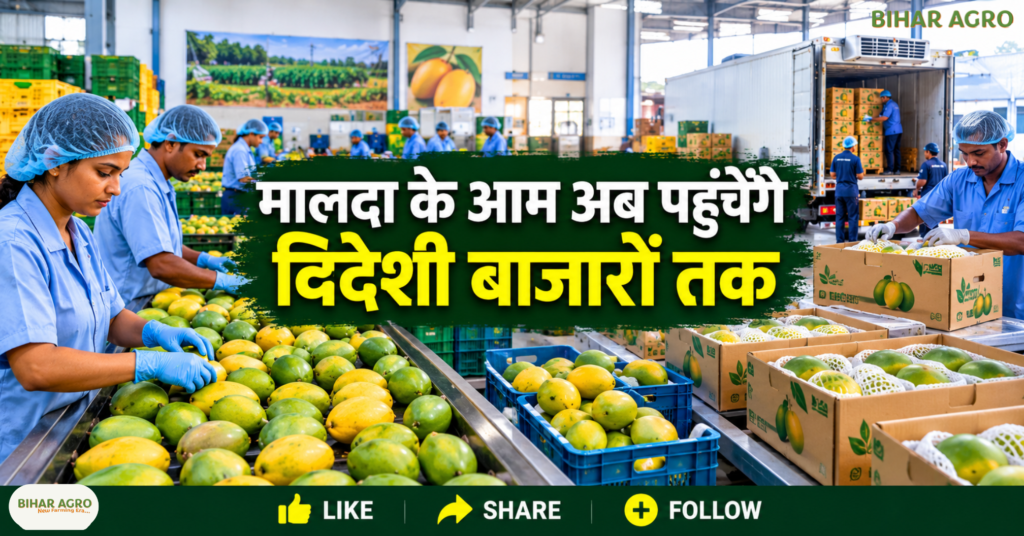 Malda To Become Mango Capital Of India, मालदा आम, आम निर्यात योजना, पश्चिम बंगाल आम की खेती, Mango Export India, Malda Mango, GI Tag Mango, आम किसानों की कमाई, कोल्ड चेन, आम प्रसंस्करण, Bihar Agro,