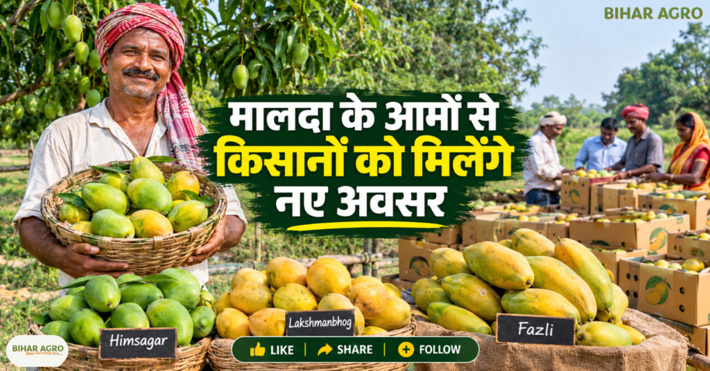 Malda To Become Mango Capital Of India, मालदा आम, आम निर्यात योजना, पश्चिम बंगाल आम की खेती, Mango Export India, Malda Mango, GI Tag Mango, आम किसानों की कमाई, कोल्ड चेन, आम प्रसंस्करण, Bihar Agro,