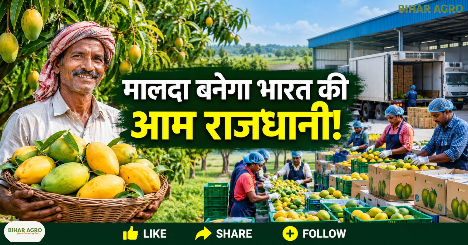 Malda To Become Mango Capital Of India, मालदा आम, आम निर्यात योजना, पश्चिम बंगाल आम की खेती, Mango Export India, Malda Mango, GI Tag Mango, आम किसानों की कमाई, कोल्ड चेन, आम प्रसंस्करण, Bihar Agro,