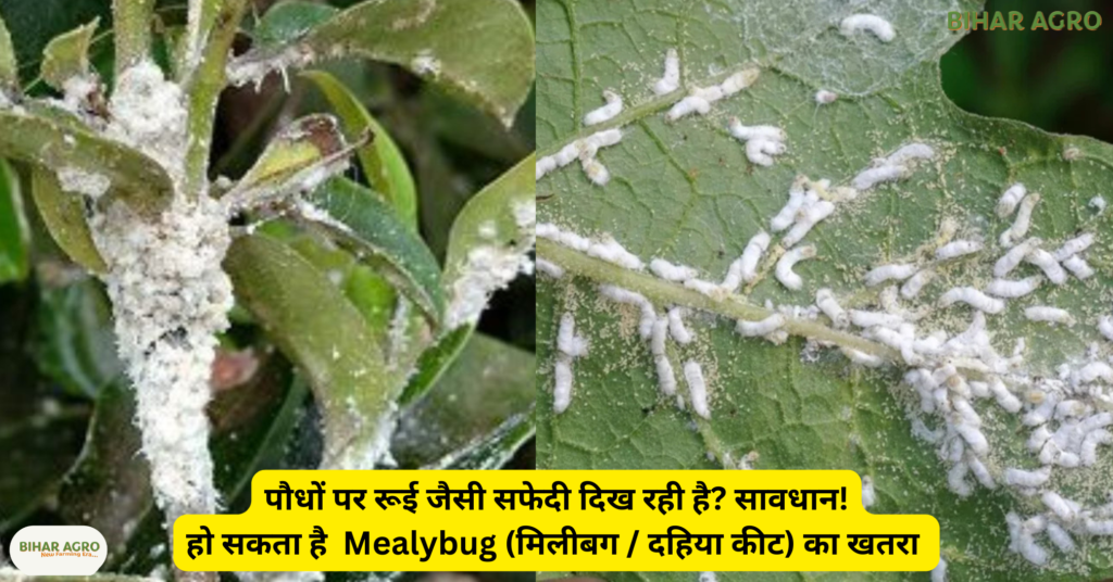 Mealybug, मिलीबग, मिलीबग का इलाज, दहिया कीट, चिकटा कीट, पौधों के कीट, मिलीबग नियंत्रण, नीम तेल से कीट नियंत्रण, जैविक कीटनाशक, पौधों की बीमारी, कृषि सलाह,