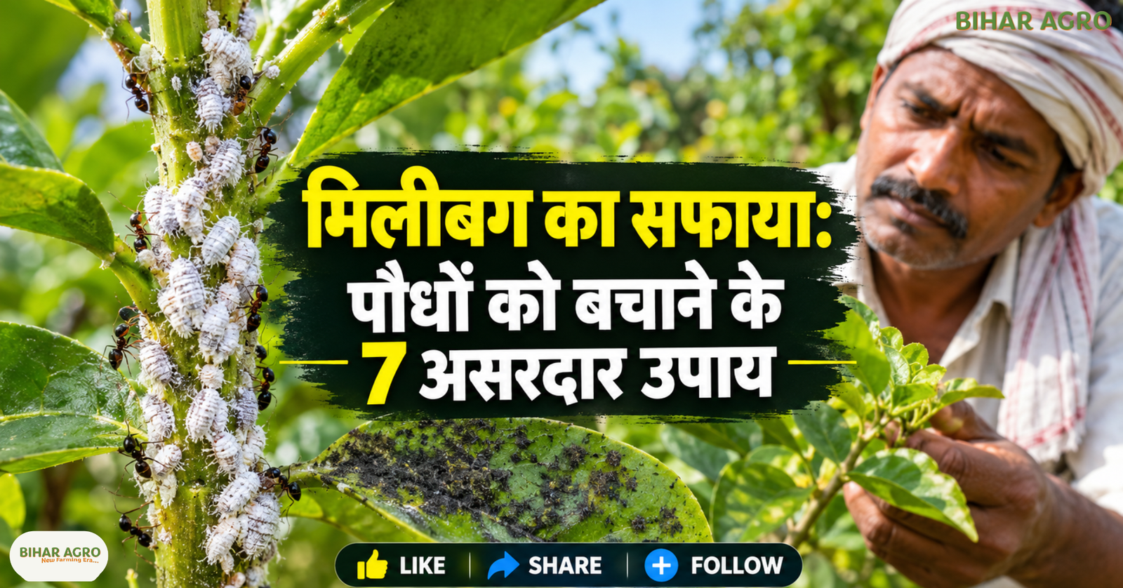 Mealybug, मिलीबग, मिलीबग का इलाज, दहिया कीट, चिकटा कीट, पौधों के कीट, मिलीबग नियंत्रण, नीम तेल से कीट नियंत्रण, जैविक कीटनाशक, पौधों की बीमारी, कृषि सलाह,