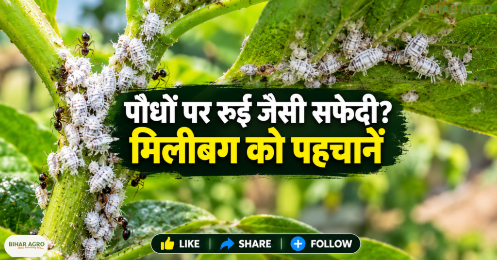 Mealybug, मिलीबग, मिलीबग का इलाज, दहिया कीट, चिकटा कीट, पौधों के कीट, मिलीबग नियंत्रण, नीम तेल से कीट नियंत्रण, जैविक कीटनाशक, पौधों की बीमारी, कृषि सलाह,