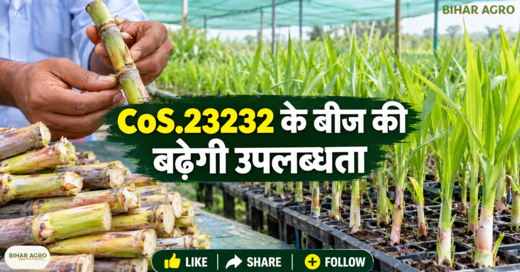 New Sugarcane Variety, CoS.23232 sugarcane variety, गन्ने की नई किस्म, CoS.23232 गन्ना बीज, sugarcane buds booking, गन्ना बीज ऑनलाइन बुकिंग, CoS.23232, New Sugarcane Variety, गन्ने की नई किस्म, गन्ना बीज, उत्तर प्रदेश गन्ना समाचार, गन्ना खेती, गन्ना अनुसंधान, Co.0238, सिंगल बड तकनीक, टिश्यू कल्चर,
