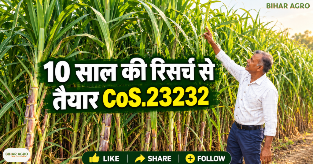 New Sugarcane Variety, CoS.23232 sugarcane variety, गन्ने की नई किस्म, CoS.23232 गन्ना बीज, sugarcane buds booking, गन्ना बीज ऑनलाइन बुकिंग, CoS.23232, New Sugarcane Variety, गन्ने की नई किस्म, गन्ना बीज, उत्तर प्रदेश गन्ना समाचार, गन्ना खेती, गन्ना अनुसंधान, Co.0238, सिंगल बड तकनीक, टिश्यू कल्चर,