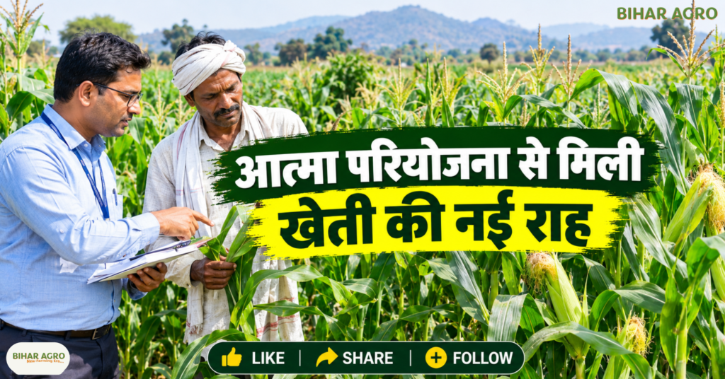 स्वीट कॉर्न की खेती, Sweet Corn Farming, गुरु पवार किसान, 70 एकड़ खेती, 40 लाख रुपये की कमाई, छिंदवाड़ा किसान, आत्मा परियोजना, स्वीट कॉर्न की उन्नत खेती, आलू की खेती, फसल विविधीकरण, किसानों की सफलता की कहानी,