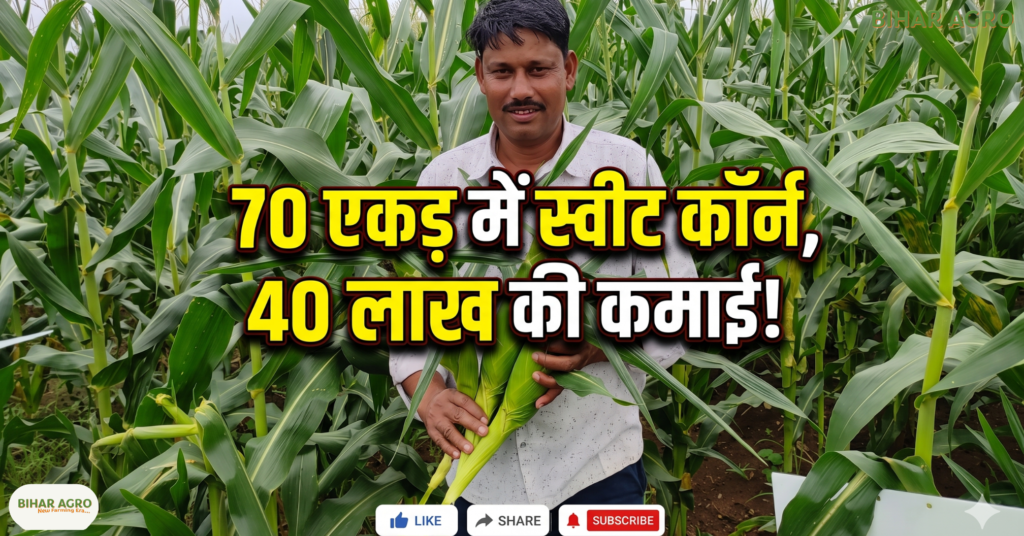 स्वीट कॉर्न की खेती, Sweet Corn Farming, गुरु पवार किसान, 70 एकड़ खेती, 40 लाख रुपये की कमाई, छिंदवाड़ा किसान, आत्मा परियोजना, स्वीट कॉर्न की उन्नत खेती, आलू की खेती, फसल विविधीकरण, किसानों की सफलता की कहानी,