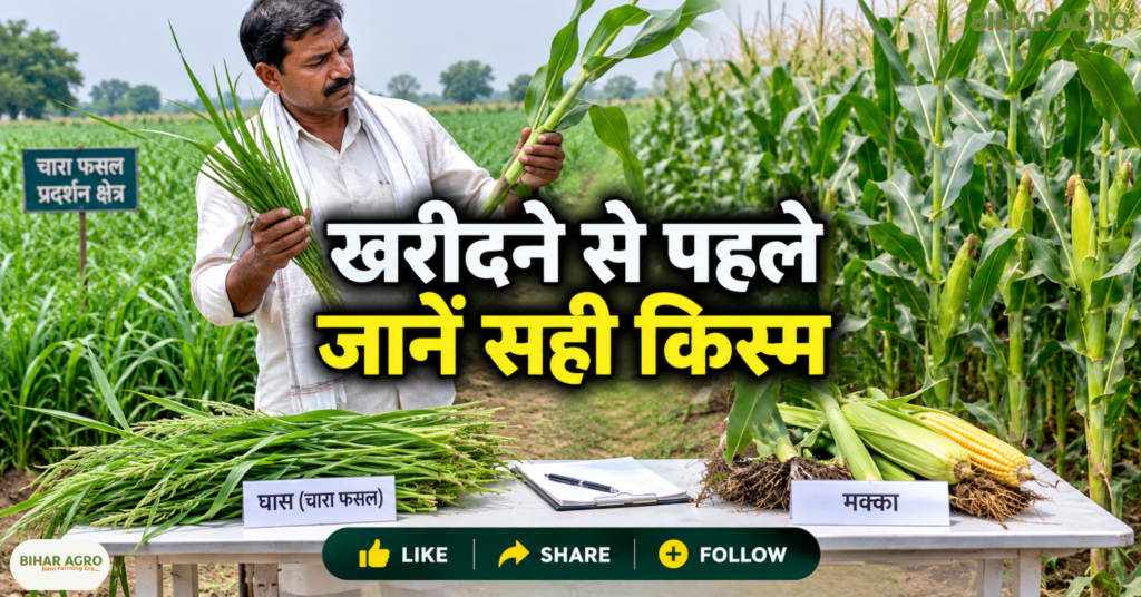 Taiwan Makka Joint King Grass, ताइवान मक्का जॉइंट किंग ग्रास, हरा चारा, पशु चारा खेती, डेयरी फार्मिंग, मक्का की खेती, किंग ग्रास, हरा चारा उत्पादन, पशुपालन, चारा प्रबंधन