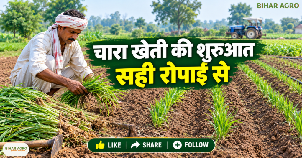 Taiwan Makka Joint King Grass, ताइवान मक्का जॉइंट किंग ग्रास, हरा चारा, पशु चारा खेती, डेयरी फार्मिंग, मक्का की खेती, किंग ग्रास, हरा चारा उत्पादन, पशुपालन, चारा प्रबंधन