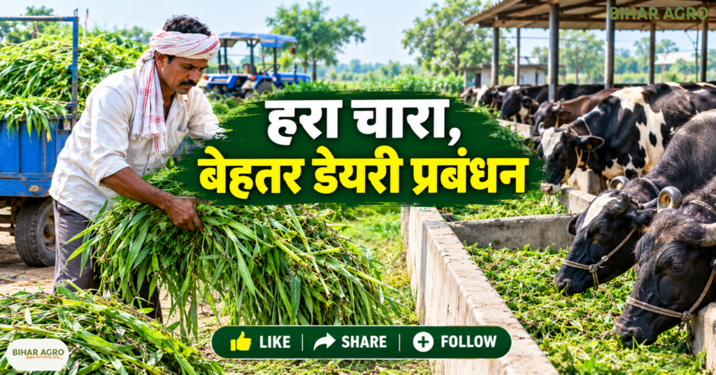 Taiwan Makka Joint King Grass, ताइवान मक्का जॉइंट किंग ग्रास, हरा चारा, पशु चारा खेती, डेयरी फार्मिंग, मक्का की खेती, किंग ग्रास, हरा चारा उत्पादन, पशुपालन, चारा प्रबंधन