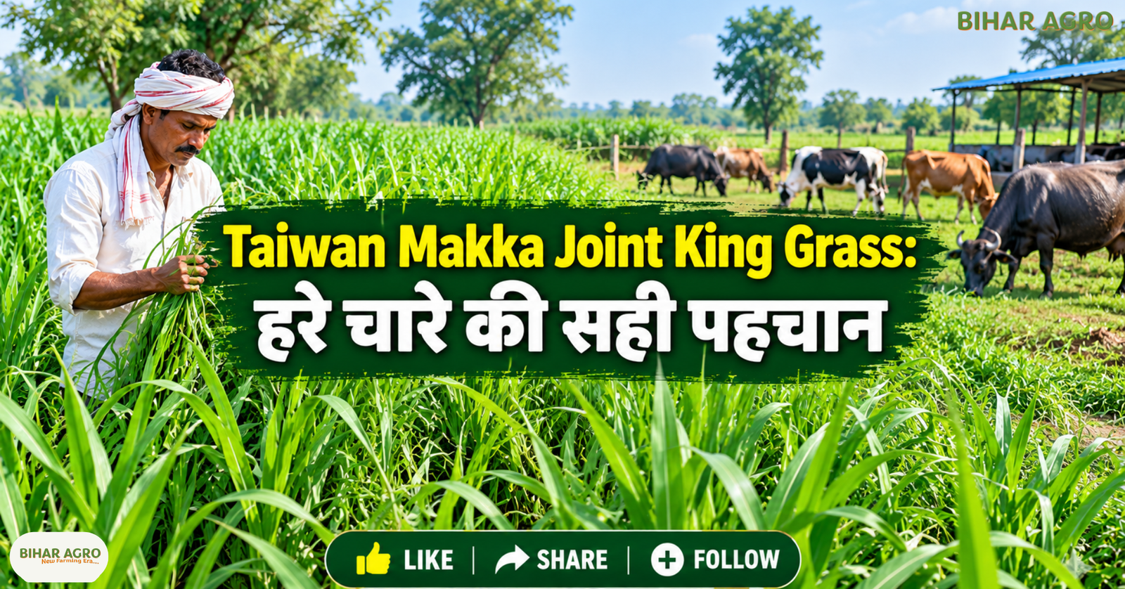 Taiwan Makka Joint King Grass, ताइवान मक्का जॉइंट किंग ग्रास, हरा चारा, पशु चारा खेती, डेयरी फार्मिंग, मक्का की खेती, किंग ग्रास, हरा चारा उत्पादन, पशुपालन, चारा प्रबंधन